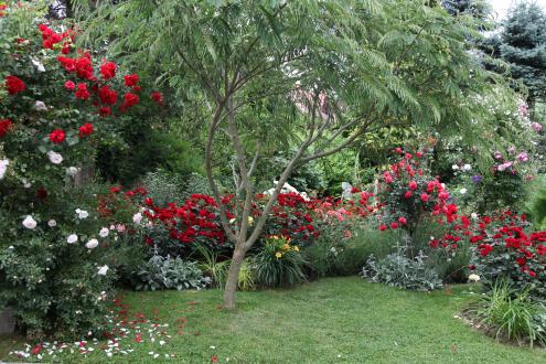 Za vso skrb in ljubezen se Branki vrtnice zahvalijo z bogatim in zdravim cvetenjem, ki vas oara takoj, ko stopite v predsobo tega vrta. 