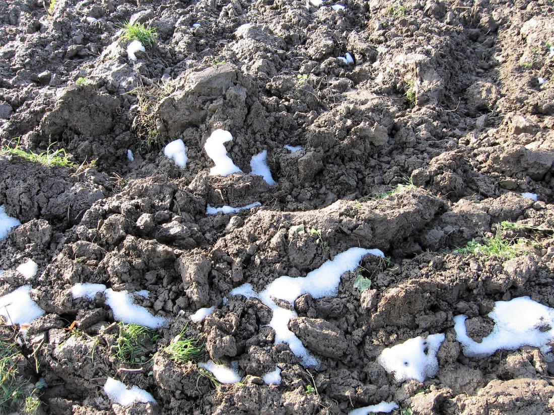 Grudasto težko zemljo razdrobi samo zimski mraz, seveda če jo pravočasno prekopljemo. Če gnojimo s hlevskim gnojem, to naredimo še v topli jeseni. Foto: Miša Pušenjak