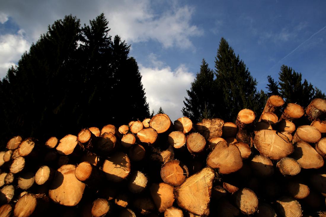 Na področju poseka in predelave lesa se na Kočevskem in Ribniškem dogajajo velike spremembe.
