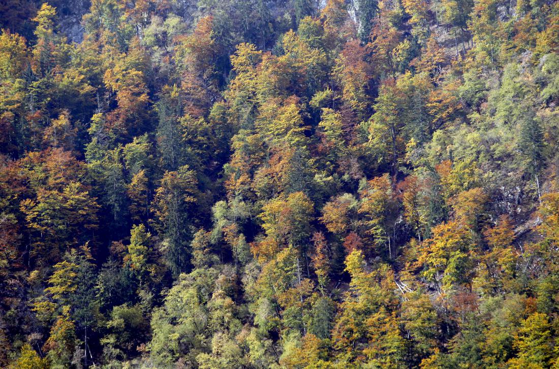 Približno 60 odstotkov Slovenije je porasle z gozdovi.