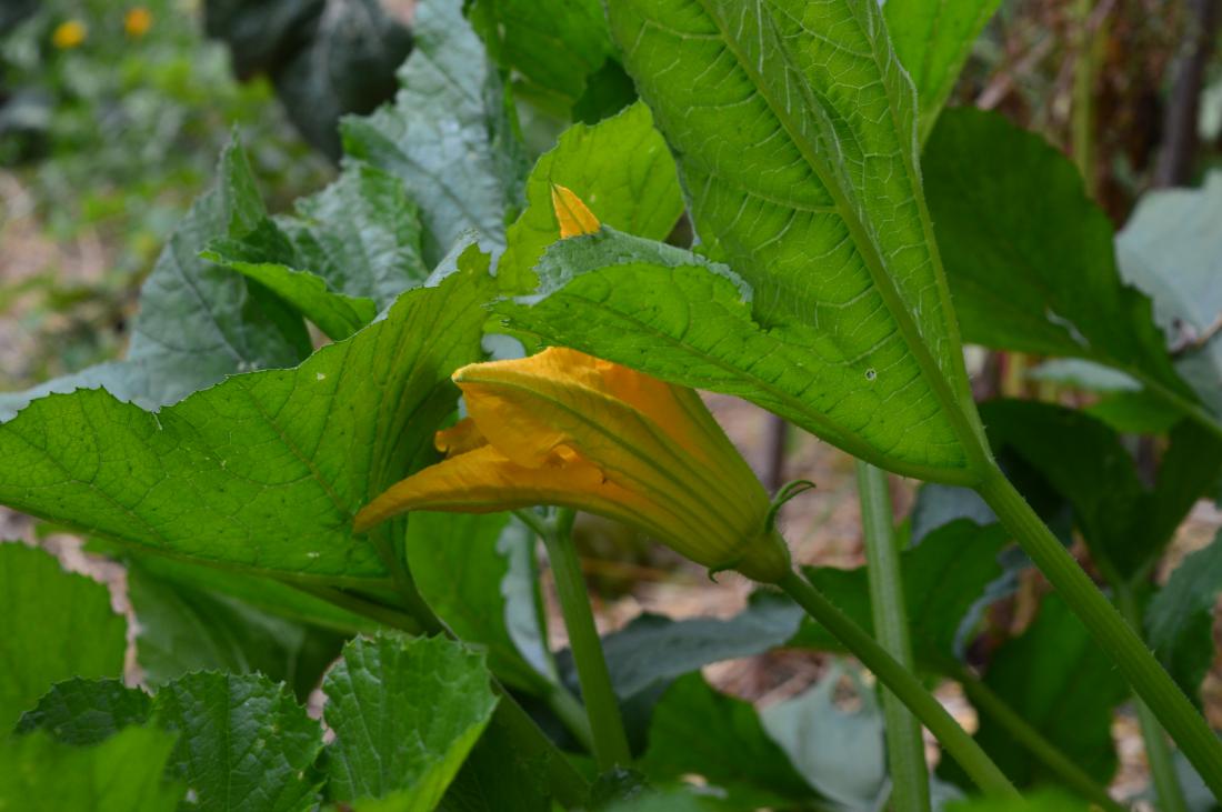 Moški cvet bučke (na fotografiji) ima dolg in tanek pecelj, medtem ko je pecelj ženskega cveta kratek in debel.