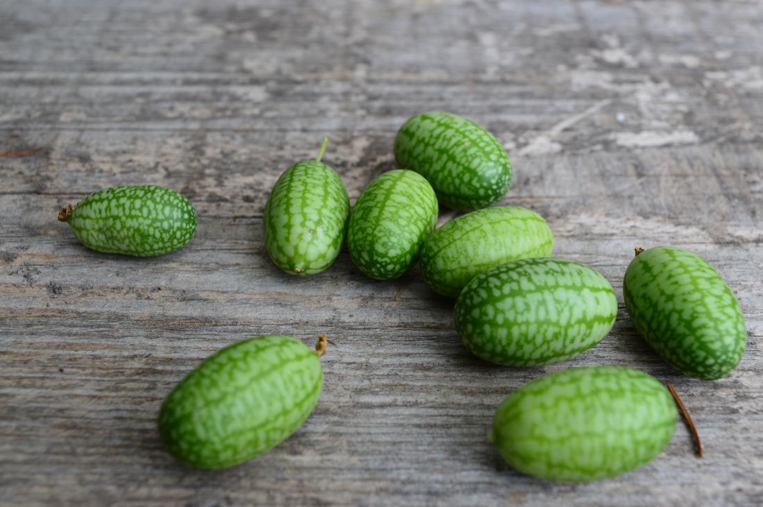 Plod mehiške kumare je videti kot 2,5 cm velika lubenica. 