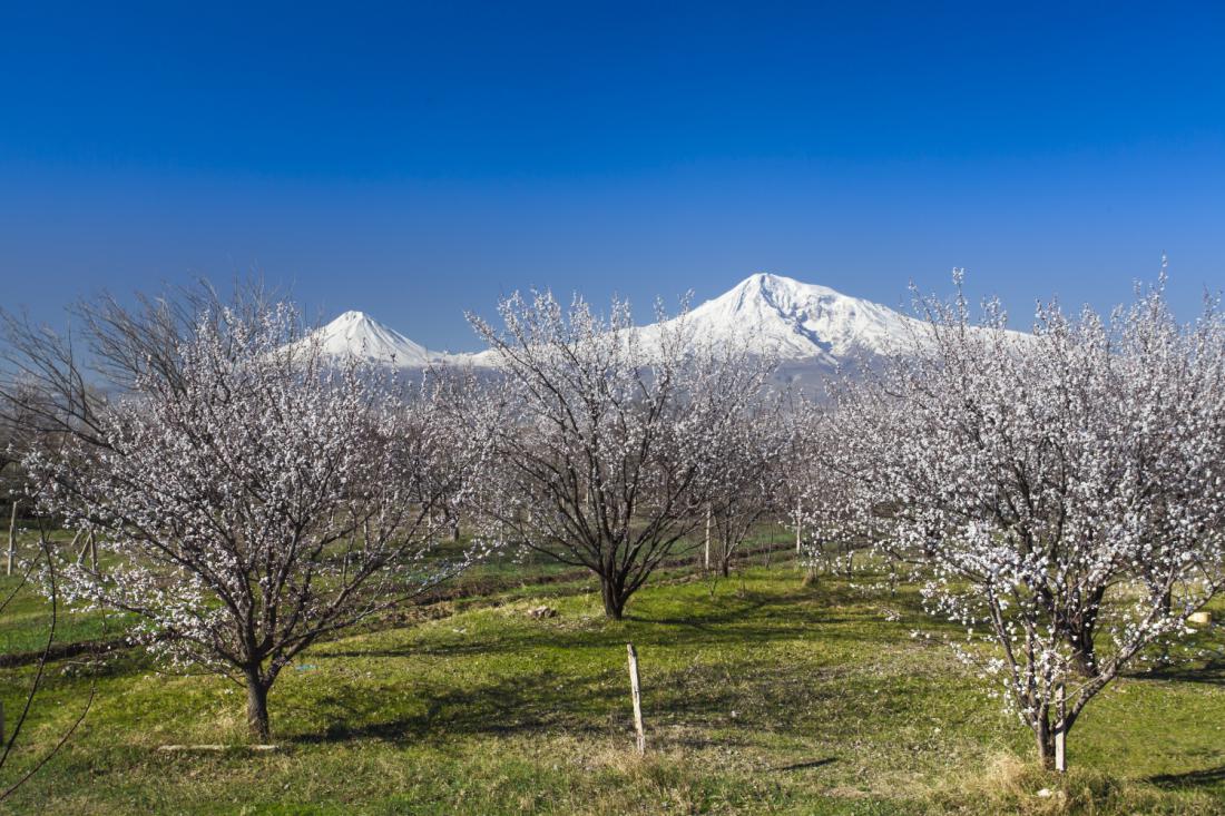 V Turčiji so največji nasadi marelic na svetu. Na fotografiji neskončni sadovnjaki na planoti pod najvišjo turško goro Ararat.