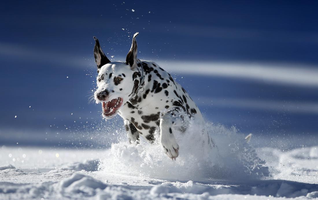 V globokem snegu psa ne spuščajte s povodca. FOTO: Matej Družnik/Delo
