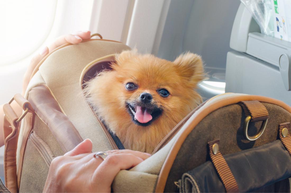 V potniško kabino je običajno dovoljeno malim hišnim ljubljenčkom do teže pet kilogramov.