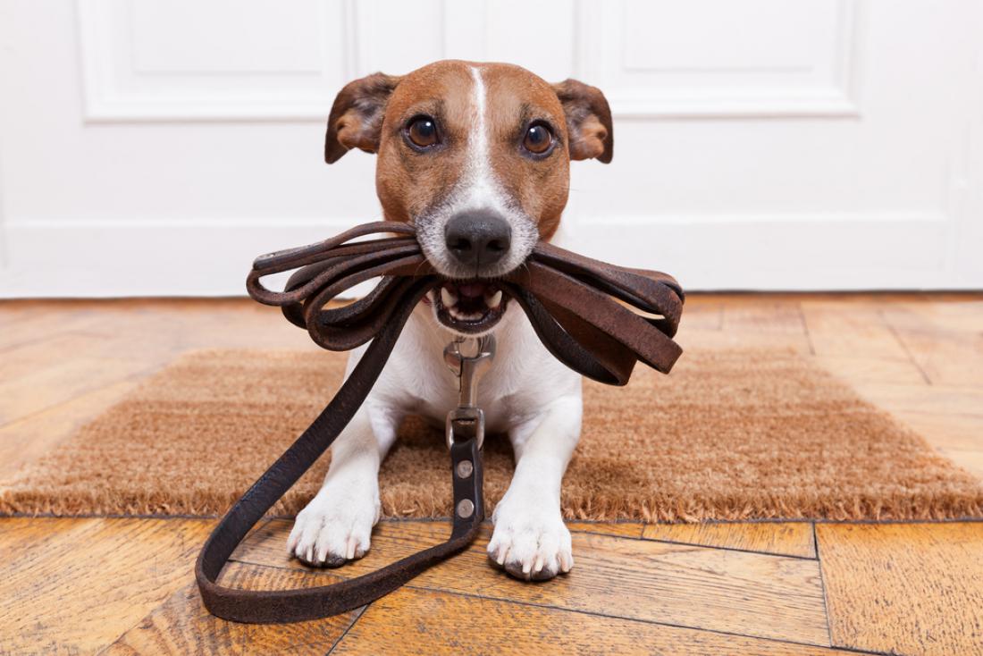Za psa je običajno dovolj dolg sprehod, ki traja od 20 do 30 minut. FOTO: Shutterstock